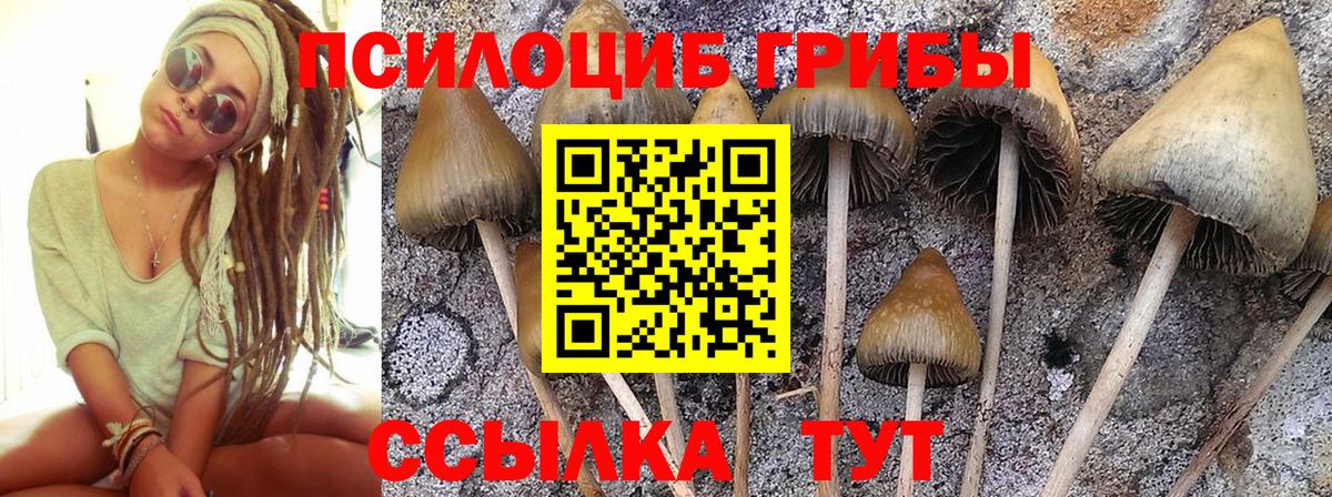 Псилоцибиновые грибы Psilocybine cubensis  Вход с VPN  Истра  Псилоцибиновые грибы MAGIC MUSHROOMS 